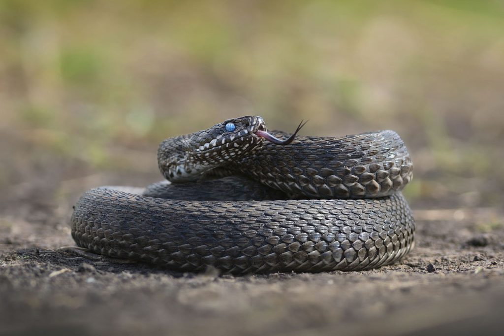 Viper | safety | cool Slovakia