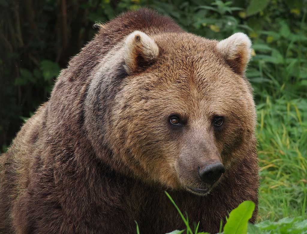 Bear | Safety | cool Slovakia